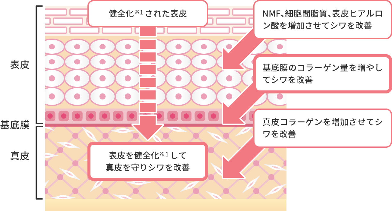 No.11+の多角的なシワ改善アプローチ