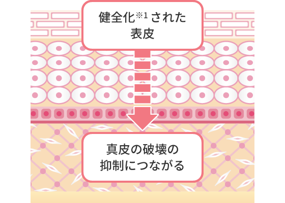 表皮の健全化が真皮へ影響を与えることに着目