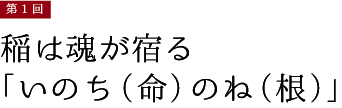 第1回【稲は魂が宿る「いのち(命)のね(根)」】