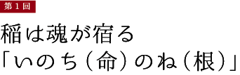 第1回【稲は魂が宿る「いのち（命）のね（根）」】