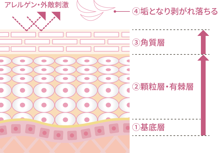 ターンオーバーのしくみ