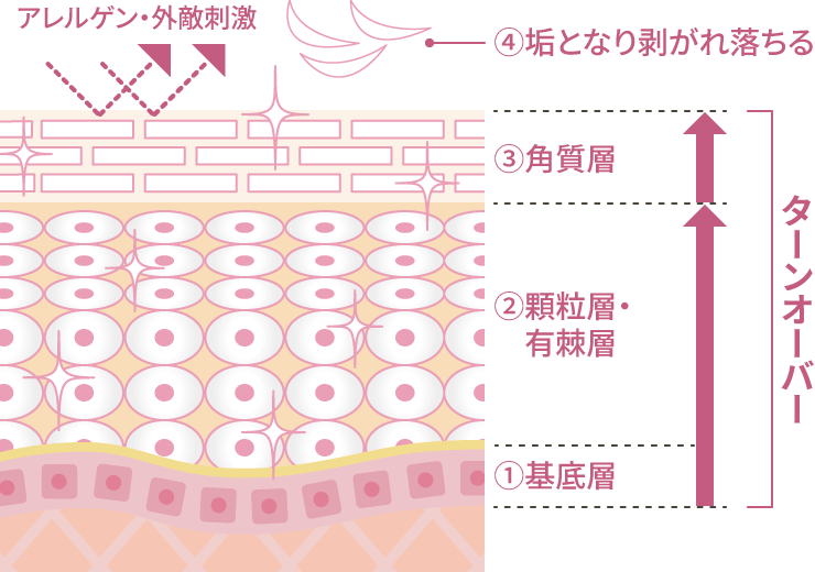 質の良いターンオーバーで作られた肌